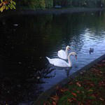 The sun is out at Herbert Park and so are the swans #HerbertParkDublin