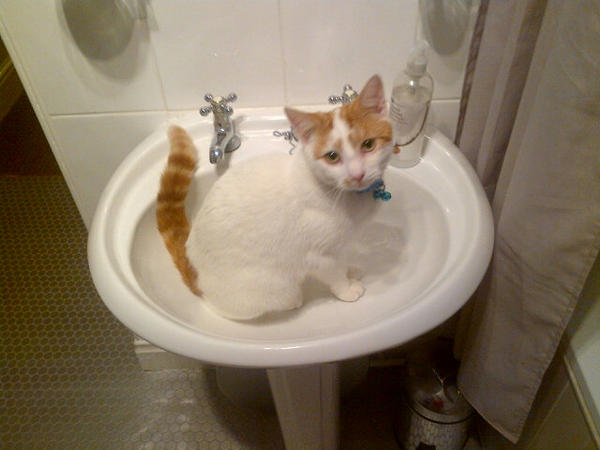 gill_otty's tweet image. Wilson is supporting #braintumourthursday #prayforRuby Xxx