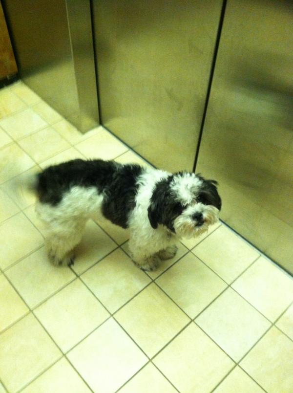 NickWrightNWB's tweet image. Resorting to my elevator to take the dog out because 2 stair cases is #OutOfTheQuestion after Legs today..