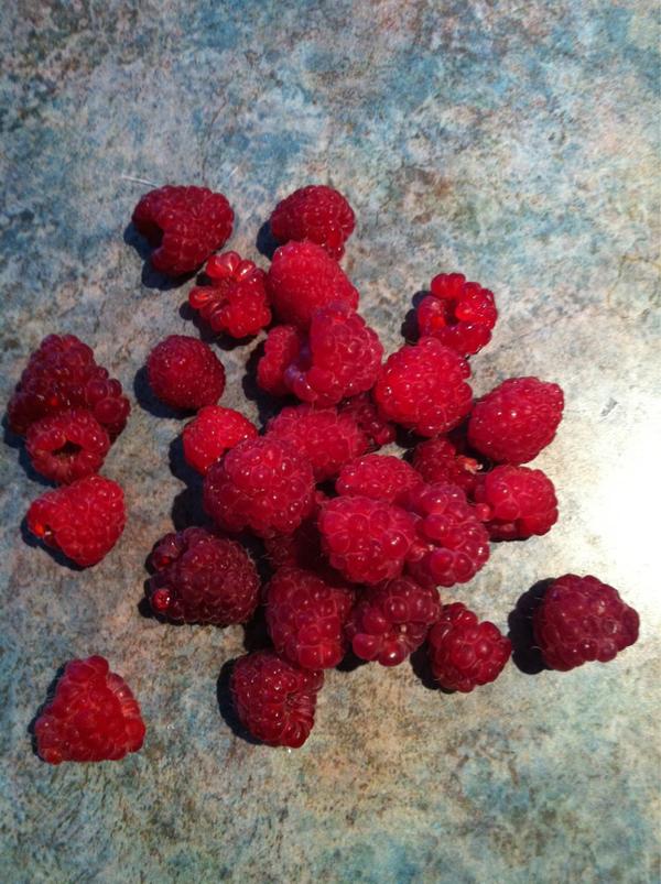 Last of my homegrown autumn raspberries. Do I add them to white chocolate cupcakes or dark chocolate brownies???