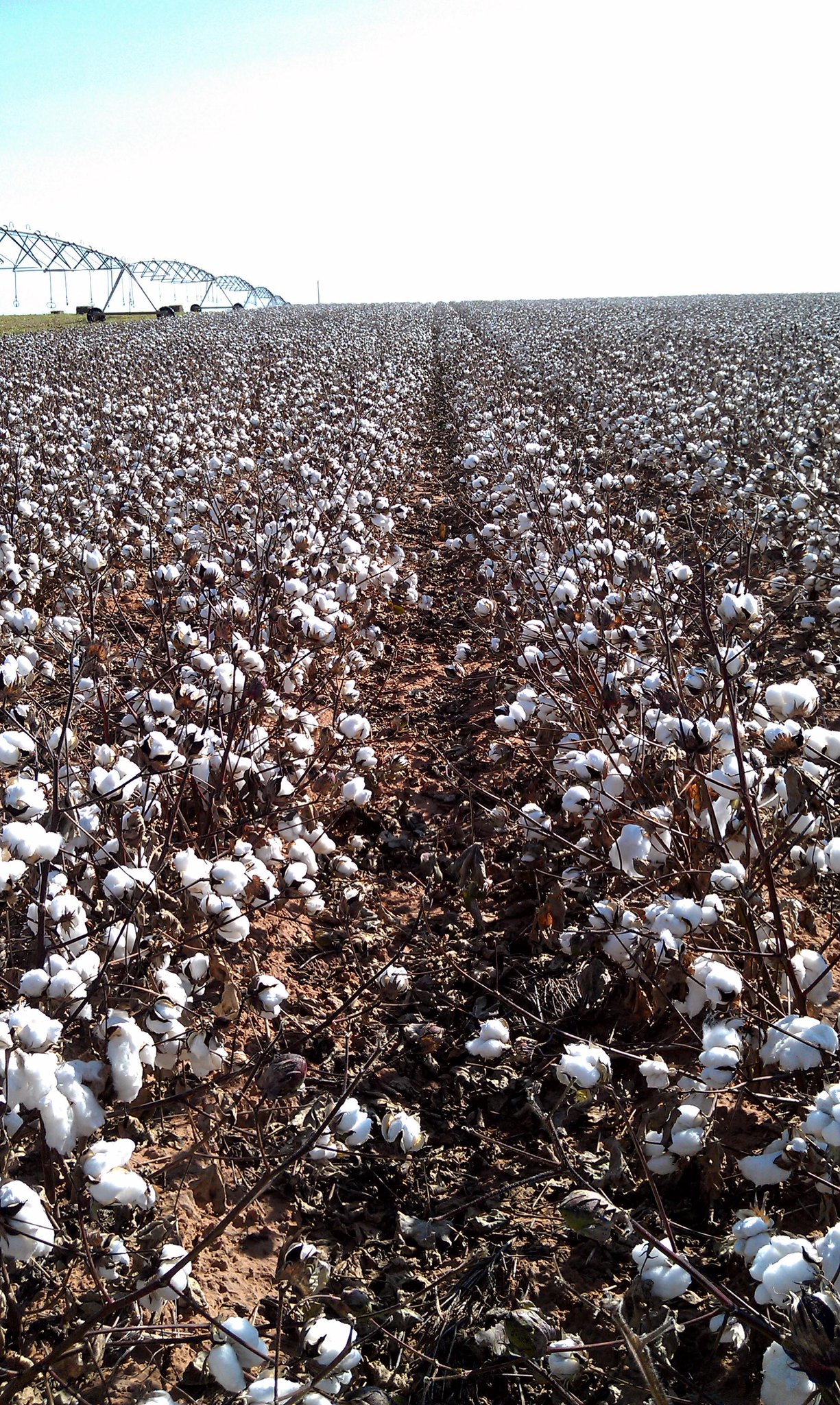 Plains Cotton Growers on Twitter "MT lubbhubb It's that time of the