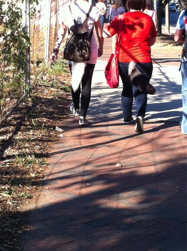 Hacimiraza's tweet image. So we rockin the tails now. #SCADProbz