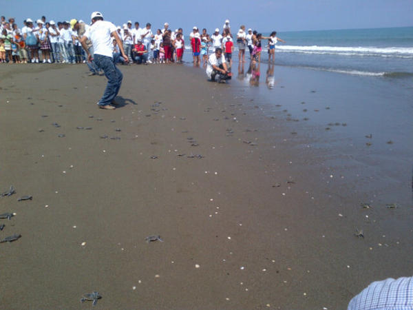 VeracruzTurismo's tweet photo. De Julio a Octubre vive la experiencia de liberar tortugas... Es increíble! #VenyVive #Veracruz http://t.co/vdFQtMxy