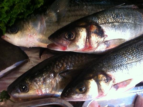 Bass and Mullet just in on off the beach!!!
