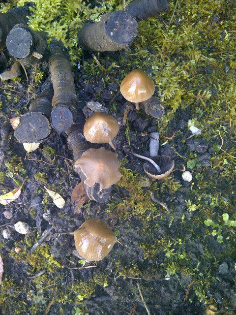 ptrfowler221's tweet image. Can anyone ID the mushrooms