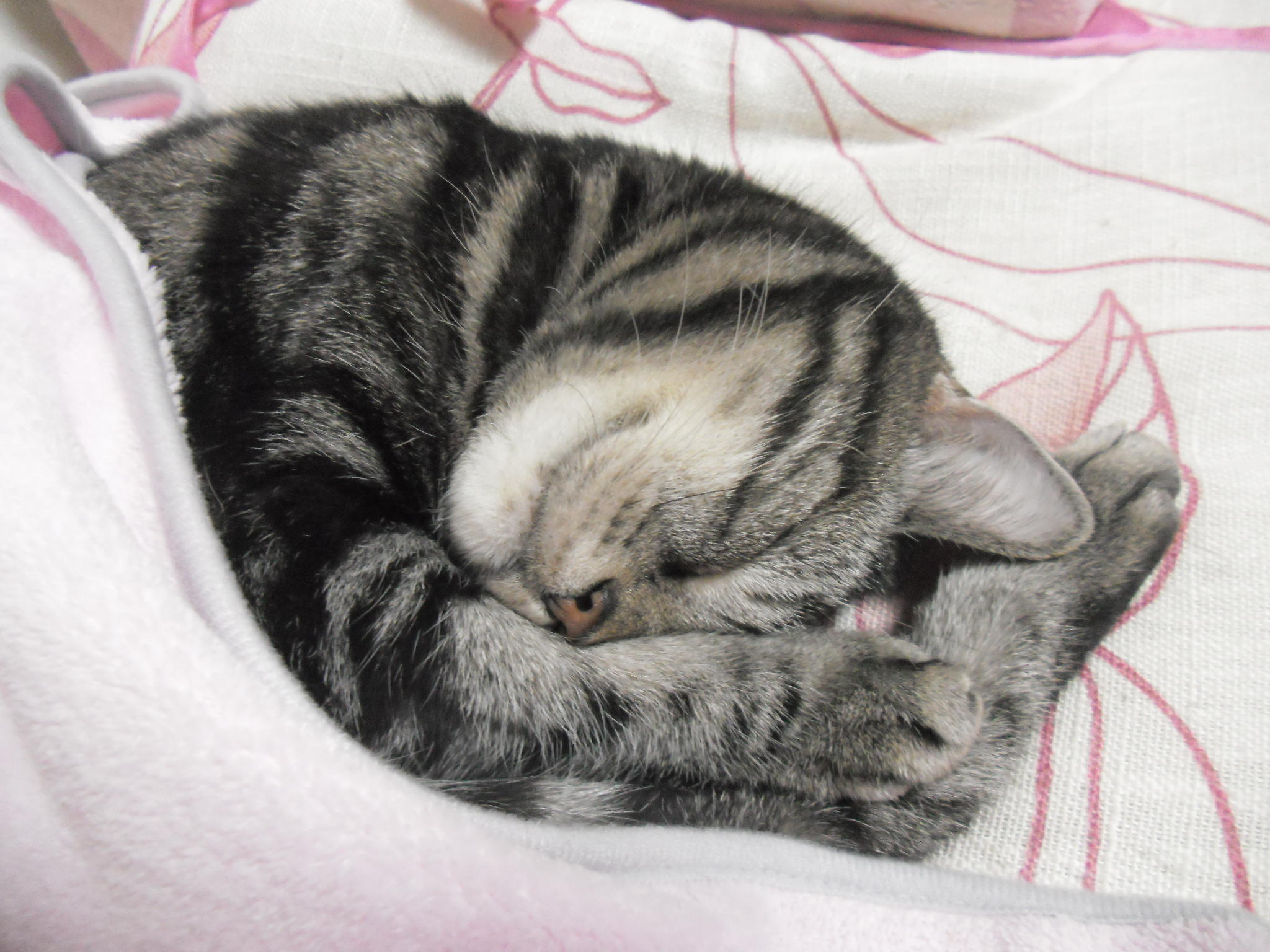 ａｎｇｅｌｃａｔ Kerry 癒され寝顔 ケリーちゃん 毛布掛けても アンモニャイトにゃんこ 猫部 Cat Neko Kerry Http T Co Jcnoyeza