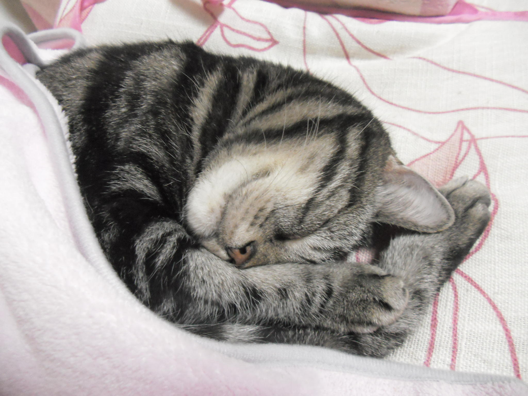 angelcat Kerry 癒され寝顔 ケリーちゃん 毛布掛けても アンモニャイトにゃんこ 猫部 Cat Neko Kerry Http T Co Jcnoyeza angelcat Kerry 癒され寝顔 ケリーちゃん 毛布掛けても アンモニャイトにゃんこ 猫部 Cat Neko Kerry Http T Co Jcnoyeza