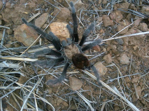 hinzfifty7's tweet photo. Sabrina found a Halloween friend along the trail #scary http://t.co/zyUyacUq