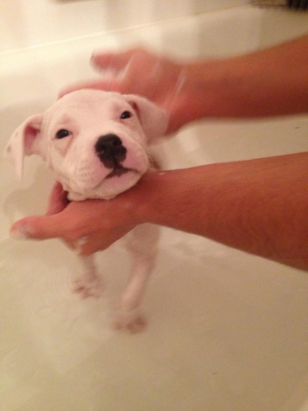 haleyxo13's tweet image. Oh my goodness. Bentley is so pitiful. #obsessed #firstbath 🐶