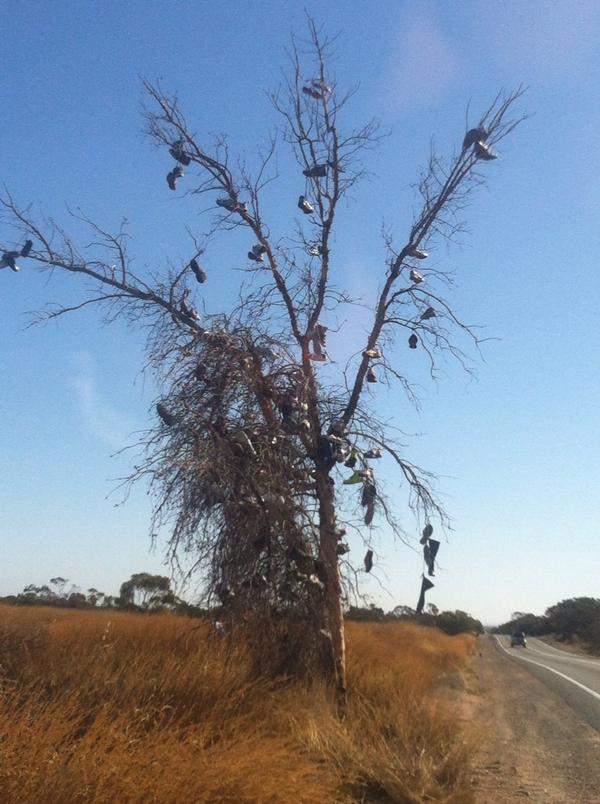 hoverdisc's tweet image. shoe tree sth australia