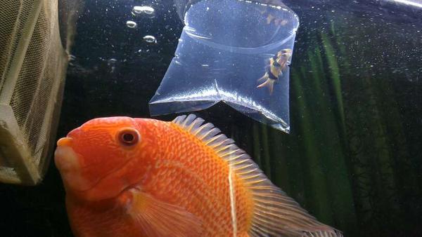 dennis.yc tweet media