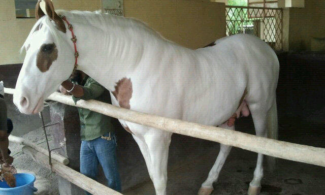 In the Service of Guru Gobind Singh Ji on Twitter: &quot;RETWEET if you love him. Anmol Singh, horse of Sri Guru Gobind Singh Ji at Sachkhand Sri Hazur Sahib, Nanded. http://t.co/5oenLmBs&quot;