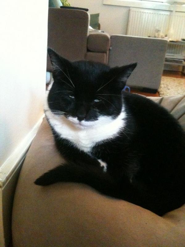 Barneythefatcat's tweet photo. Bean bag recovery. Still not well :-( #wlf http://t.co/WCV5sAnO