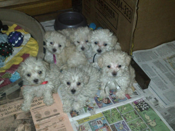 naiherrera's tweet photo. @joelysd se venden estos bellos cachorritos http://t.co/CUVD716Y
