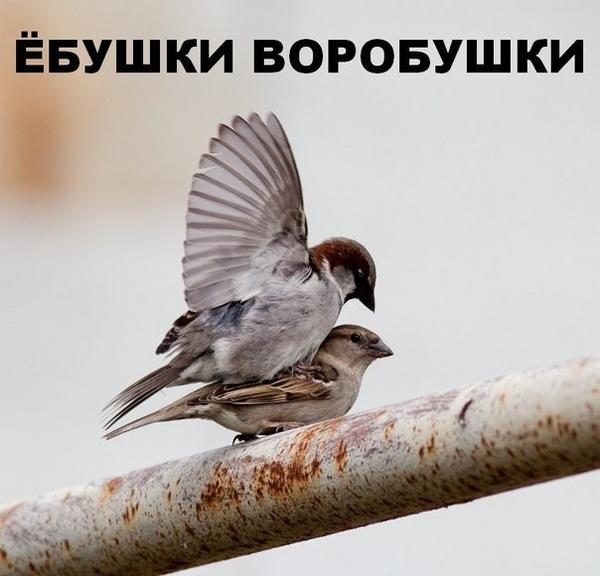 Картинка загружается...