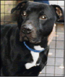 😓RT@4Lennox_end_BSL: Most beautifuldog,Otis,4 years unknown UKprison,sacrificed 2BSL. #angelinevermet #dog #whywefight