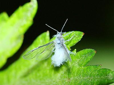 These Bugs From Japan Look Like Snowflakes Twitter