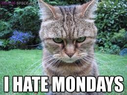 EdPlusStuart's tweet image. This is how I feel about Mondays. Anyone else agree? What about you @StuartCamp ? -i