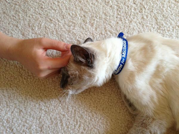 DavidPlotkin's tweet photo. Even my Aurora meows for Michelle! http://t.co/6KswR4ZM
