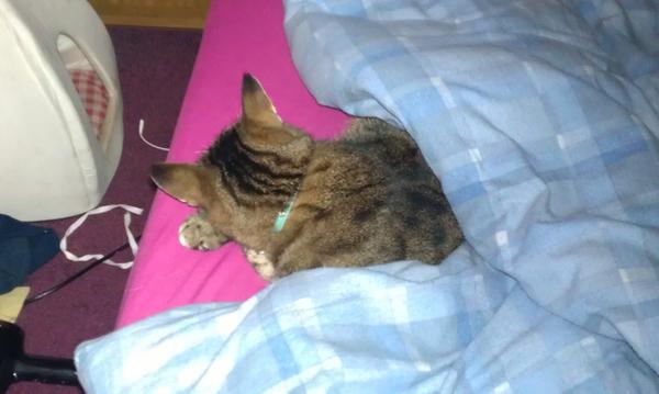kiediskitten's tweet photo. Kiedis's do not like rainies. Sleepies in mummy and daddy's bed all day instead. http://t.co/isYxyXdB