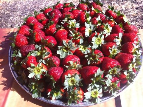 Strawberry Platters are now available.  To order please email us at renee@kulacountryfarmsmaui.com .