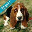 pennaboy's tweet photo. RT:@D0gSoundz Check out Dogs* iPhone App in iTunes AppStore:follow us:http://t.co/5n4q6Ymd: http://t.co/CAeS9juV http://t.co/o8WI8NZY