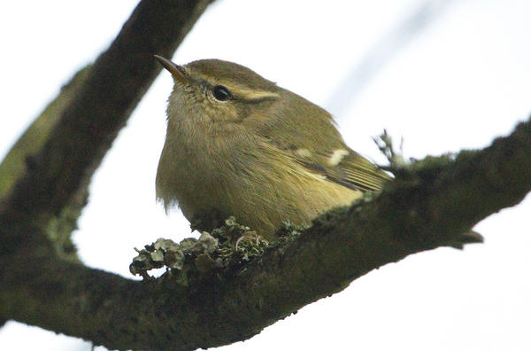 paul_rowe1's tweet photo. A good view of the Hume's Yellow-browed Warbler today below Beachy Head lighthouse. http://t.co/6fVFxZGJ