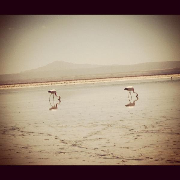 Flamencos en el salar #faunadechile (foto tomada por mi)