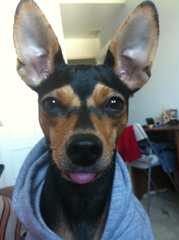 AlvaroFuentes81's tweet image. Buenos dias. Hoy me he hecho una foto de carnet con mi sudadera. Yo soy así #Punchie