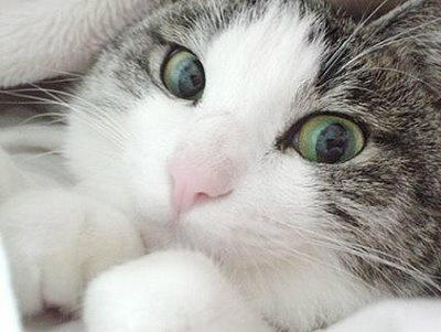sikep's tweet photo. miau http://t.co/eqiATgUm