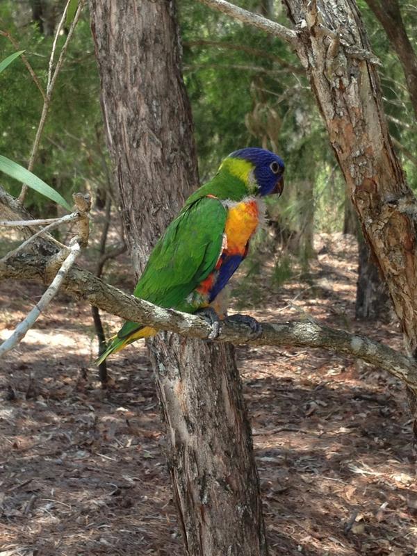 LexieMM's tweet image. This was the baby lorikeet that I reunited today. Beautiful