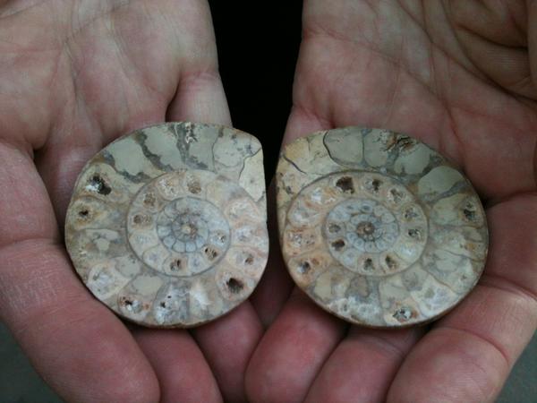 LizzyRees's tweet image. Woho! Free fossils! Thanks #FossilMan #LoveBath