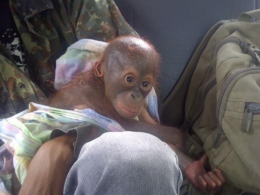 angun_cipta's tweet photo. “@desianwar: "@Kalaweit: Orangutan rescue today !!! http://t.co/WUhyK0sc @desianwar @OlgaLy_DIA http://t.co/iDhkvBli" take good care!” Yay!
