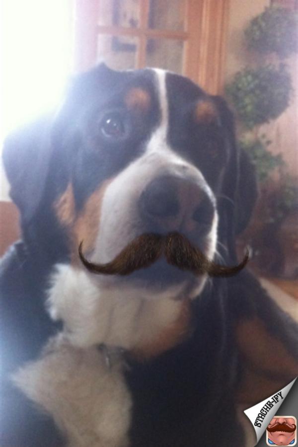 march_in_march's tweet image. Shout out to my boy Rollo for sporting a sick stache #Movember #CheckMyPage