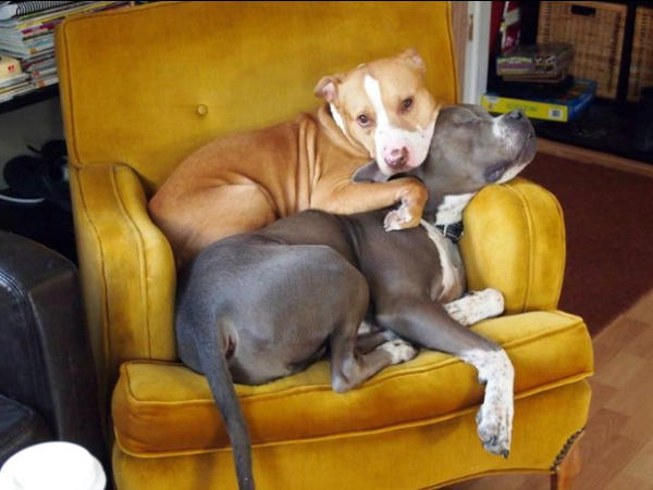 QuePetsCom's tweet photo. #MentirasMásPopulares - Los pitbull son perros muy agresivos http://t.co/kAh8vWsS