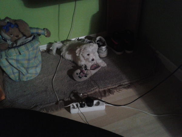 Patri_topaslove's tweet image. La zapatilla no tiene ninguna culpa.. Gracias! #Rooko