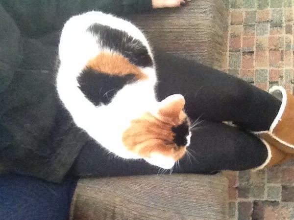 StacksOnStacks0's tweet image. Just cuddling on my lap :) #kitties #purringmachine
