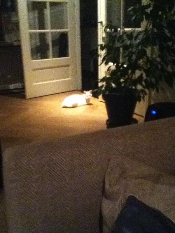 snoopy4live's tweet photo. @Kattenfeit  ik lig graag in de spotlights!! http://t.co/gndpBtYw