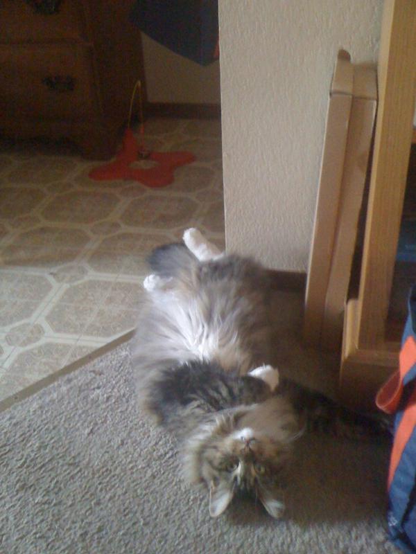 jewelemoon's tweet photo. @paw_nation baby Umi in her favorite resting position http://t.co/w7uo5IkK