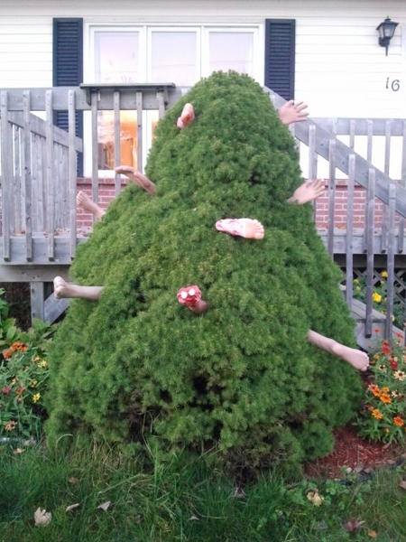 Jcoxyz's tweet image. Had a few people over, they went missing... Oh found them #eviltree #holycrap #ohwell