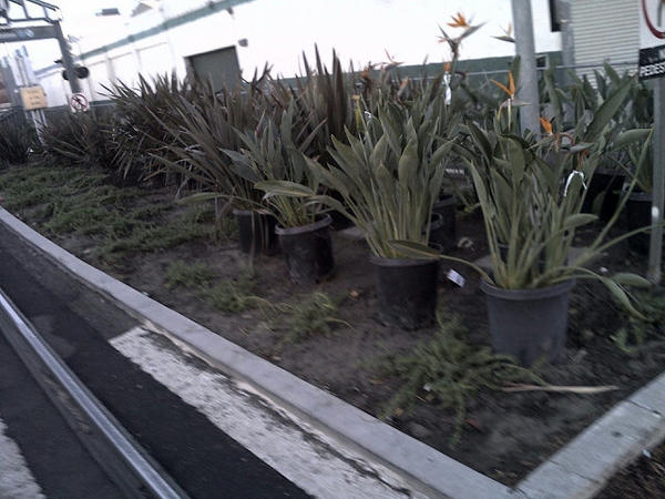 plusMETRO's tweet photo. New plants awaiting to be planted at the #metrolosangeles pico station! http://t.co/2qg9gWio