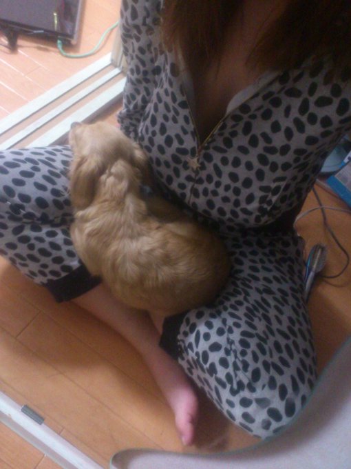 犬のぬくもりで寒さをしのぐ☆ http://t.co/cG46mC9E