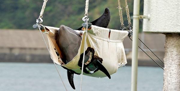 Así le roban la vida a los delfines en #taiji foto cortesía de @SeaShepherd #NOCAUTIVERIO