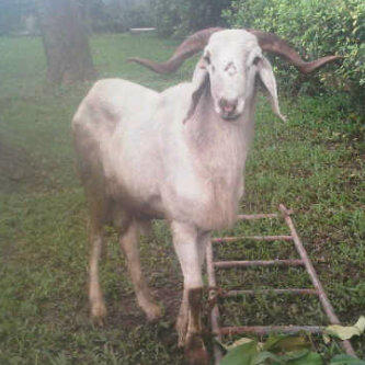 Meet 'Coma'..he was bought on Afriqbuy .com...did ur ram runaway? Change am(vex)? Passout? Get another frm us #EIDSales