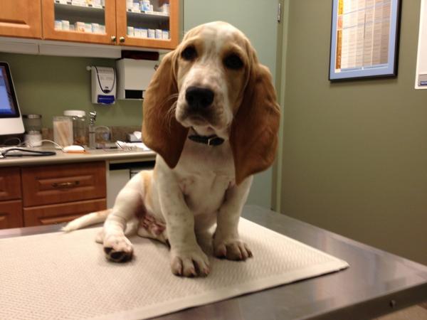 answermen's tweet image. Just named our new Basset Hound puppy after the great #louisck show - Louie. He looks a little like you Louis!