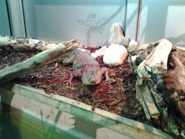 Kaimanen er kommet seg ut av vannet!