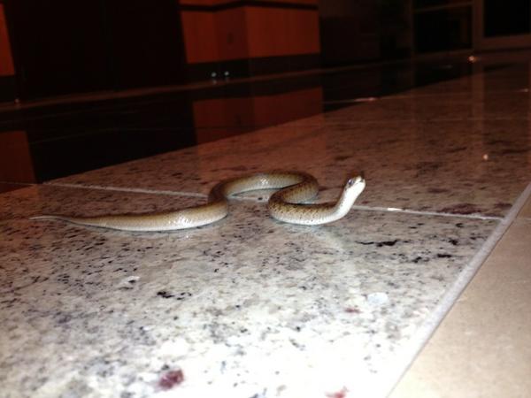 jaygodfrey's tweet photo. Just had a trespasser, yep I bag him or her..... http://t.co/oi7imjlc