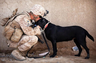 RT if you think dogs truly are a soldier's best friend.