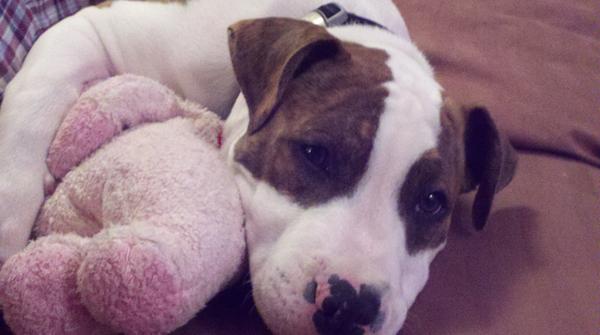 daytime74's tweet photo. @cesarmillan This is Luke, he's our Am. Staff. at about 6 months old... http://t.co/nh6BWc0N