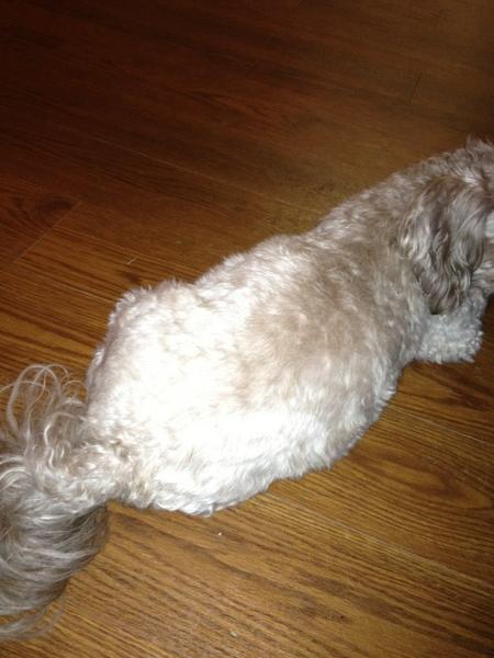 Gizmo keeps tooting. It's hard to believe such a big smell could come out of such a small dog.